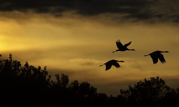 Bosque del Apache – Ein Refugium für Fauna und Flora