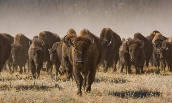 Buffalo Roundup