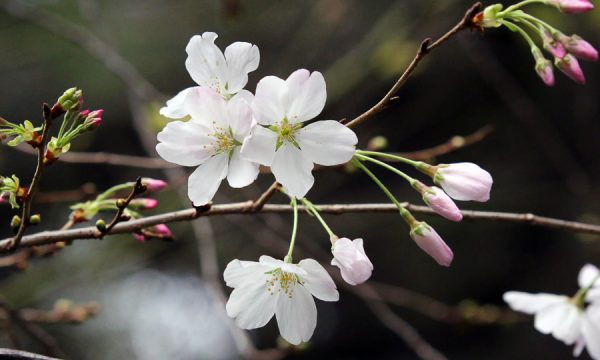 Kirschblüte im Westen Amerikas