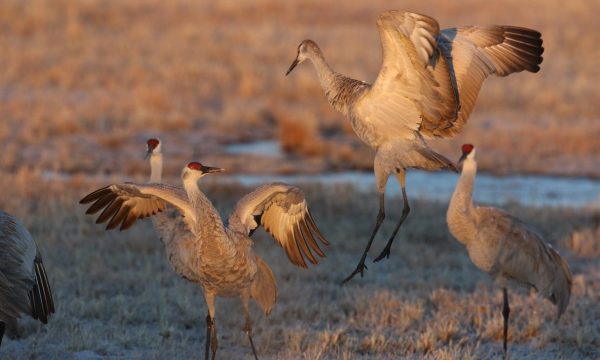Kranich Festival 2026