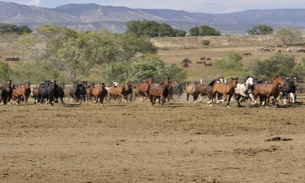 Wilde Mustangs – Wilde Jungs