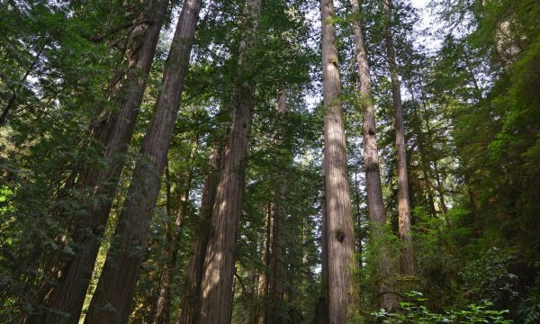 Redwood Nationalpark