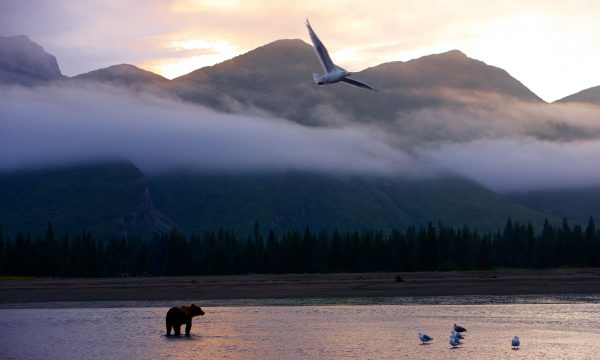 Juneau – La piccola capitale dell’Alaska è il regno di grandi avventure
