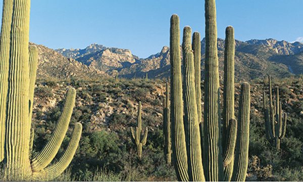 Saguaro Nationalpark