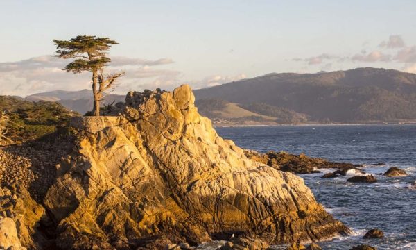 Lone Cypress