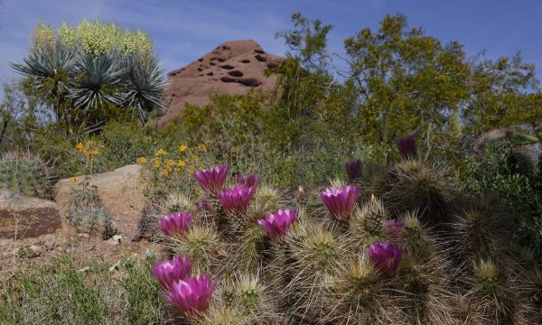 Desert Botanical Garden di Phoenix