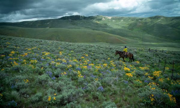 Festival der Wildblumen