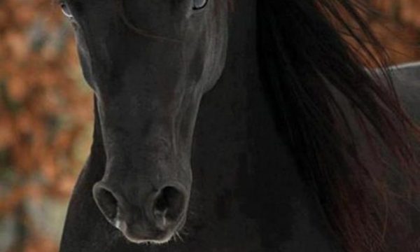 Splendore per il tuo cavallo